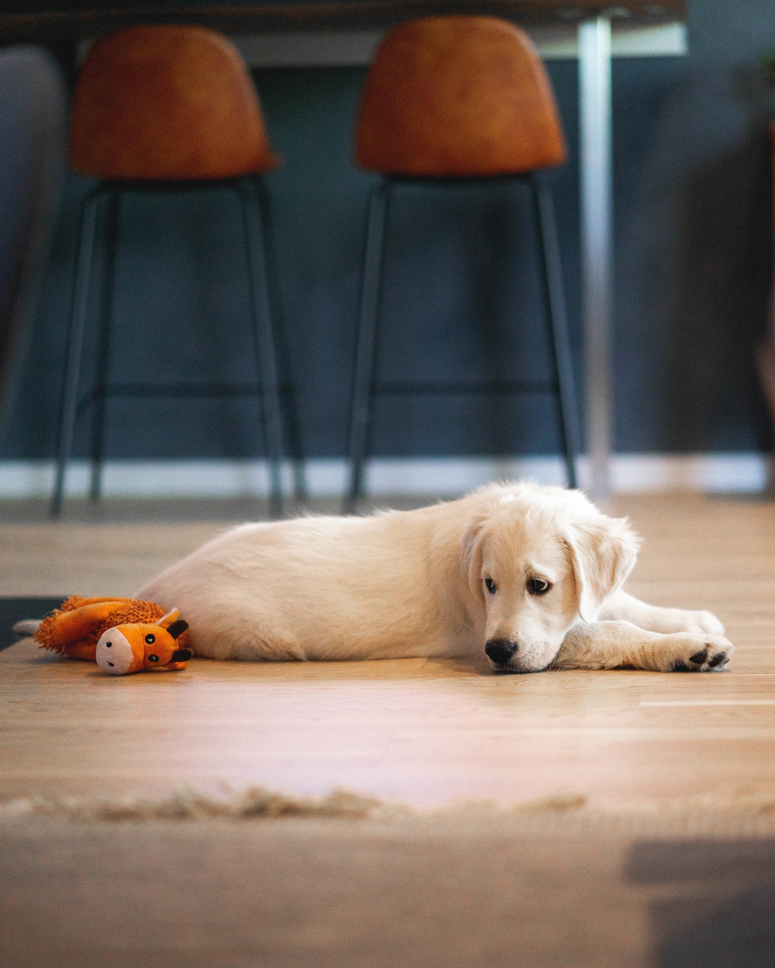 Best flooring for pets