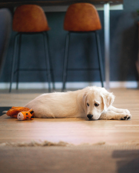 Best flooring for pets